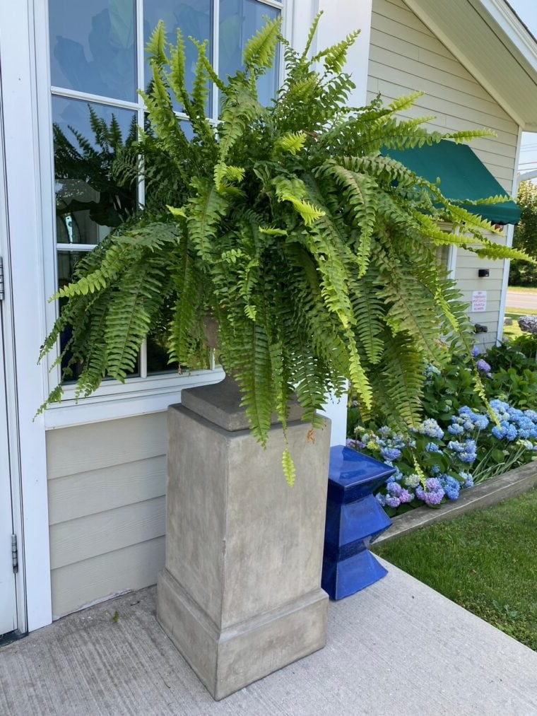 Artificial Decorative Fern – Realistic Look and Long Lasting