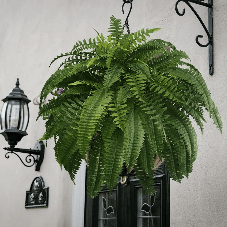 Artificial Decorative Fern – Realistic Look and Long Lasting