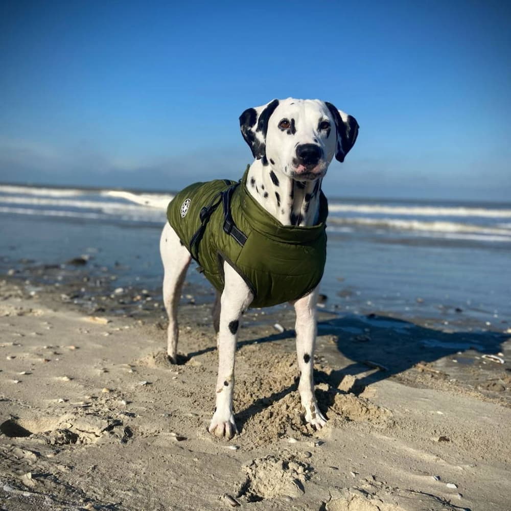 Vanntett Parkdress for Hund - Beskyttelse & Stil 