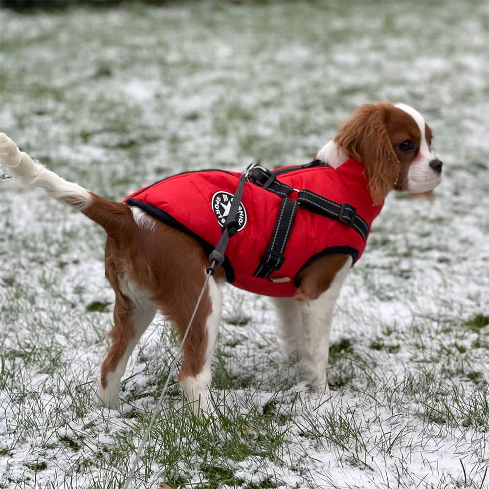 Vanntett Parkdress for Hund - Beskyttelse & Stil 